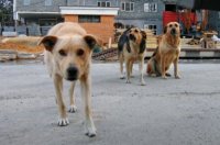 Приюты для бездомных животных планируют построить в Киеве