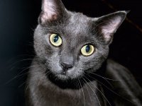 Интересные факты из жизни котов
