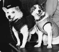 Белка и стрелка - космические собаки