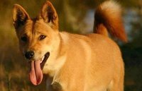 Ученые определили самую древнюю породу собак 