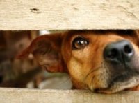 Россия против жестокого обращения с животными