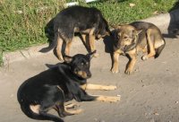 Бездомные собаки мешают проведению Евро-2012