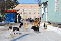 Бездомные собаки Киева