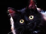 Черная кошка приносит удачу