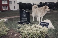 Харьковское кладбище домашних животных