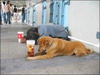 Бездомные собаки Киева